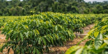 AFB Agro
