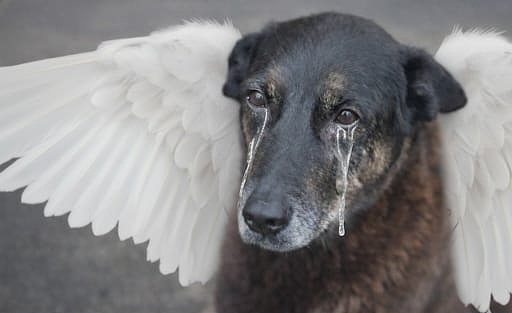O Cão Orelha